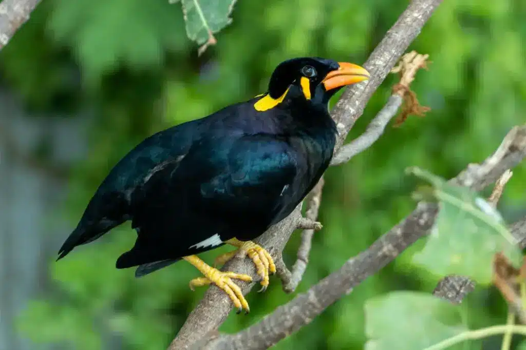 Hill Mynas on a Branch