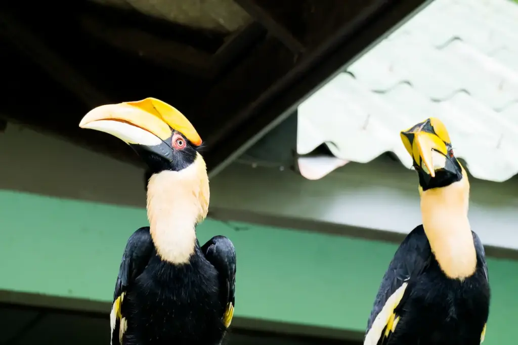 Hornbill in Breeding Station 