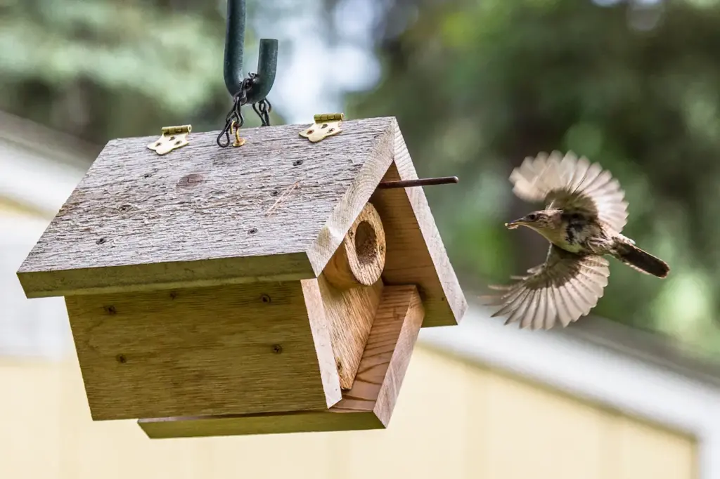 House Wren Bringing Food to Birdhouse