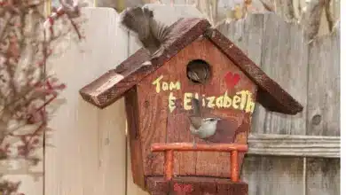 House Wrens Nesting Box on a Fence