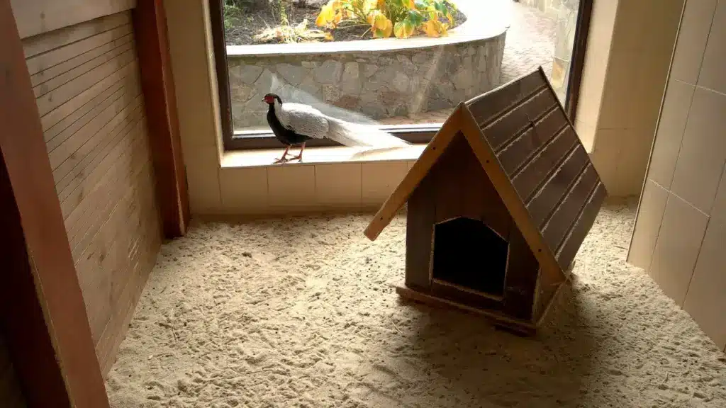 Silver Pheasant Walking in Hen House. Housing Pheasants