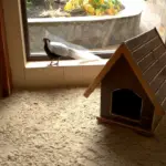 Silver Pheasant Walking in Hen House. Housing Pheasants