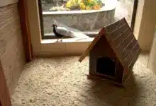 Silver Pheasant Walking in Hen House. Housing Pheasants