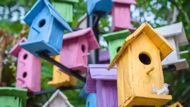 Colorful Bird Houses How to Build Bird Houses