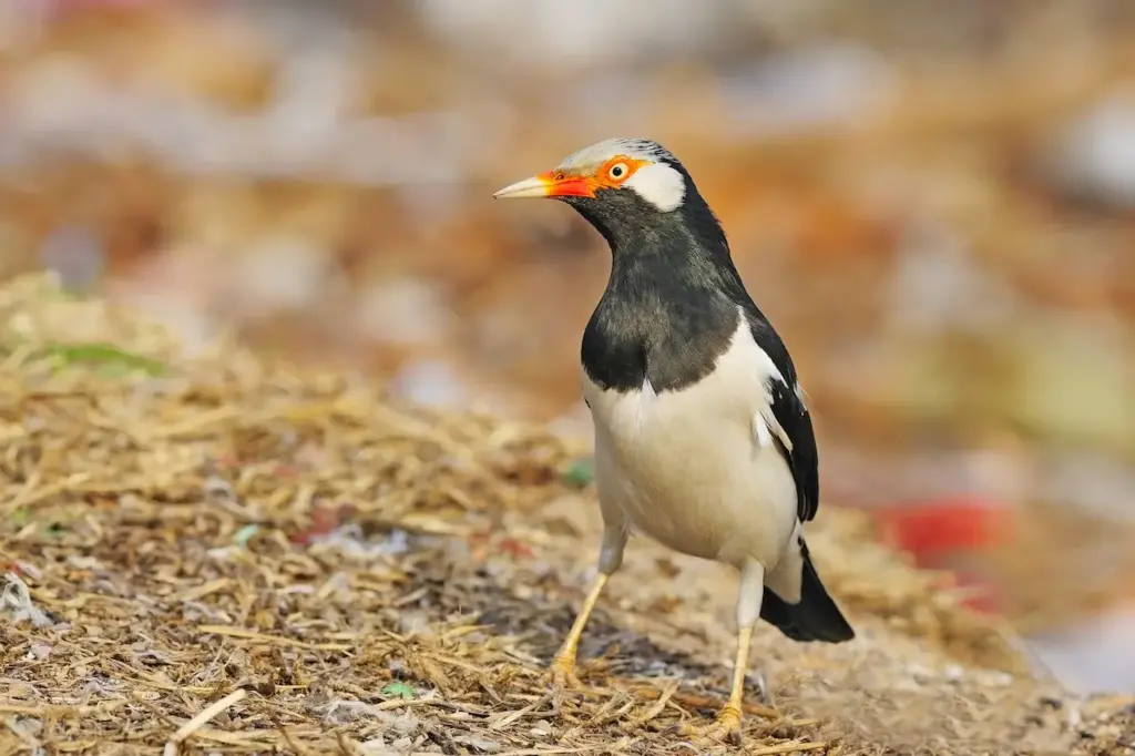 Image of Asian Pied Starling on the Ground