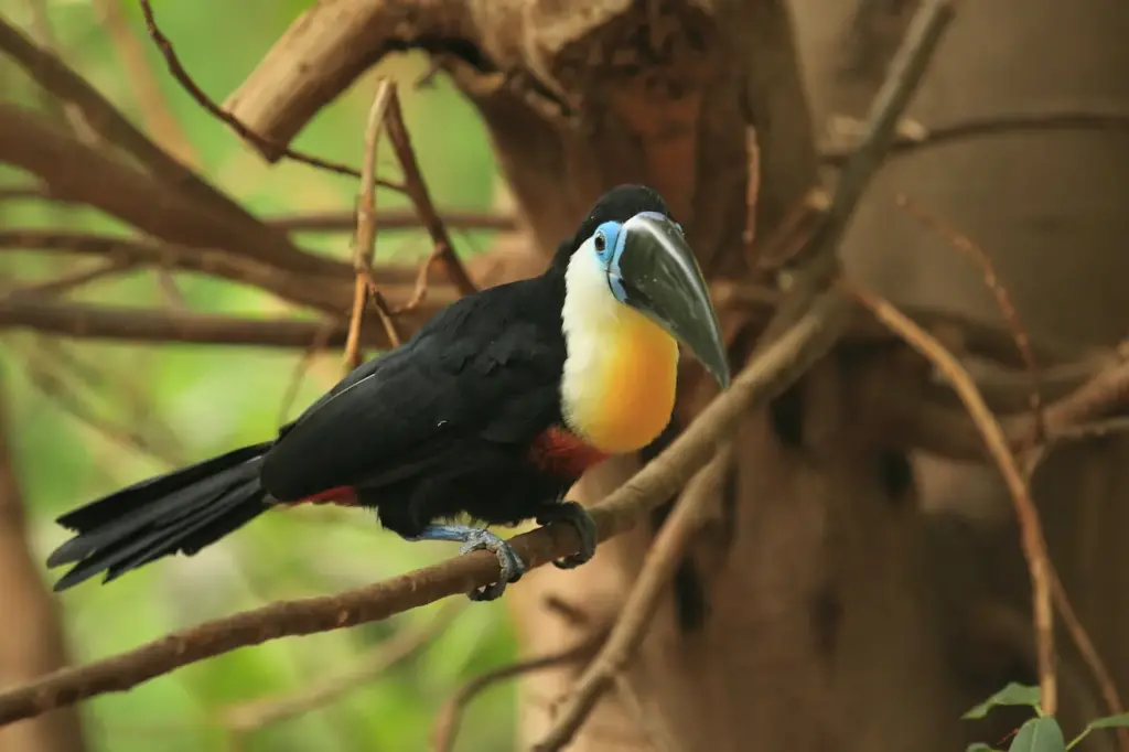 Image of Channel-billed Toucans 