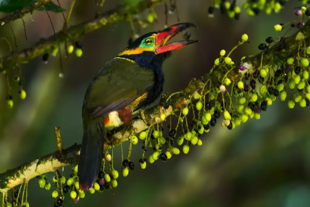 Image of Golden-collared Toucanets Sitting On A Branch 