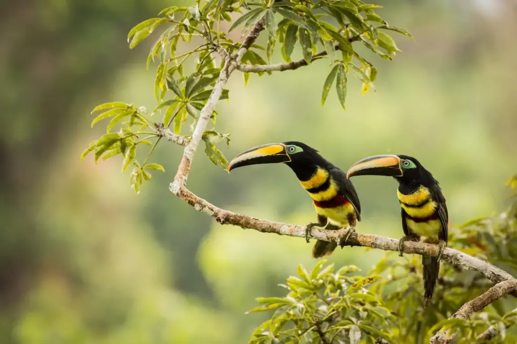 Image of Many-banded Aracaris on the Branch