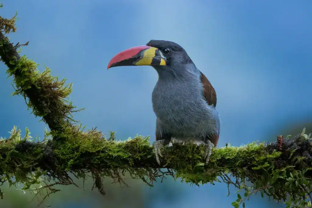 Image of Mountain-toucans 