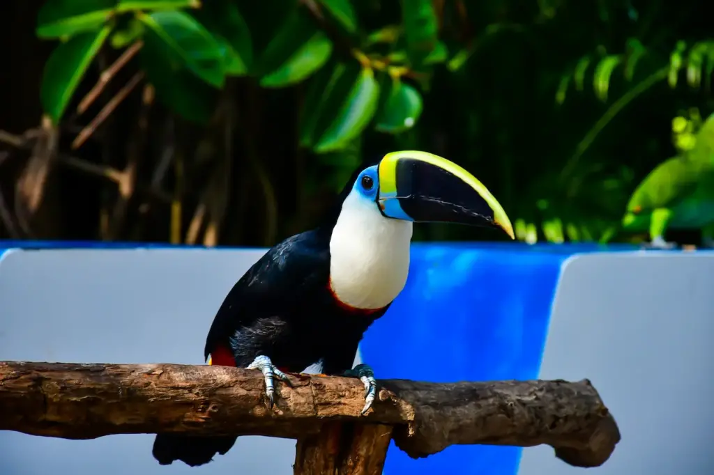 Image of White-throated Toucans Sitting In A Branch