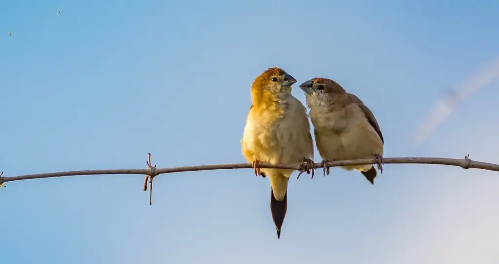 Pair of Indian Silverbills Perched on a Tree