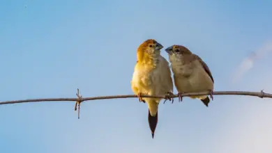 Pair of Indian Silverbills Perched on a Tree