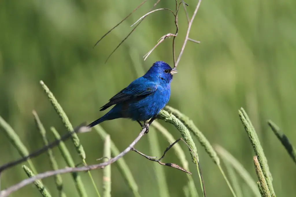 Indigo Bunting on an Open Perch 