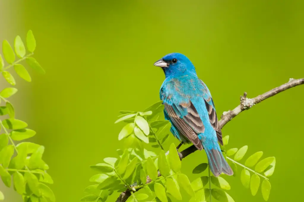 Indigo Buntings Perched on a Tree Branch