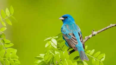 Indigo Buntings Perched on a Tree Branch