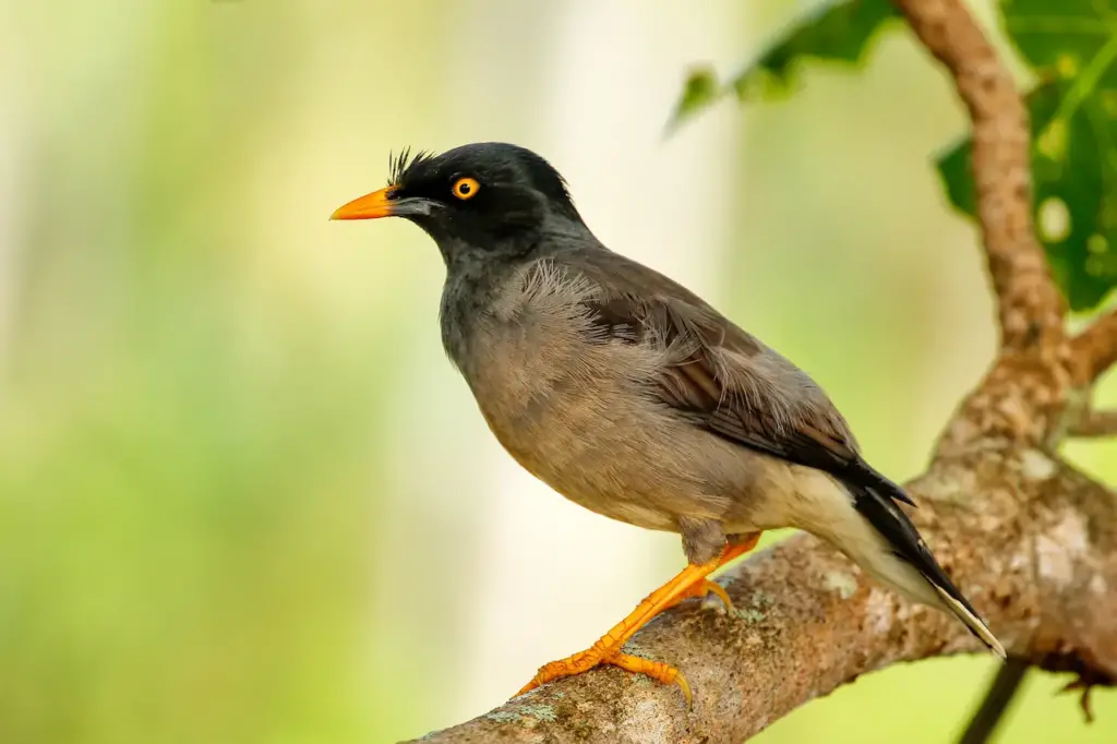 Jungle Myna Sitting on a Tree 