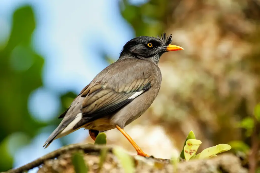 Jungle Mynas Sitting on a Tree