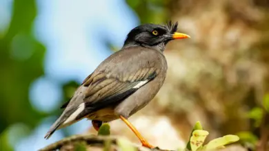 Jungle Mynas Sitting on a Tree