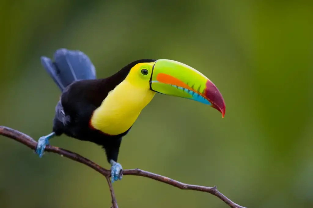 Keel Billed Toucan Perched On A Small Branch