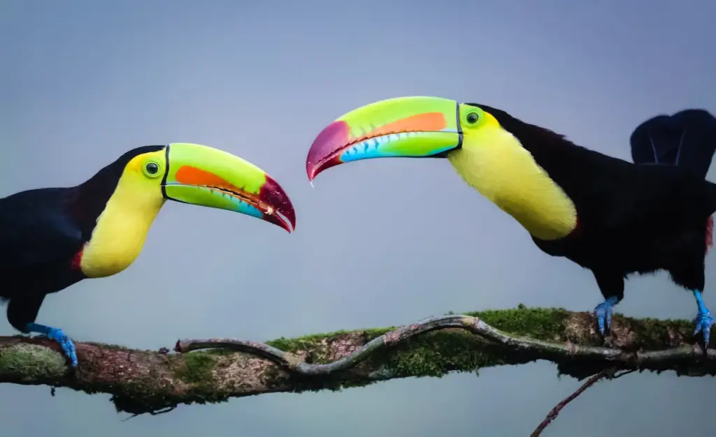 Closeup Image of Two Keel-billed Toucans