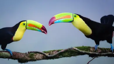 Closeup Image of Two Keel-billed Toucans