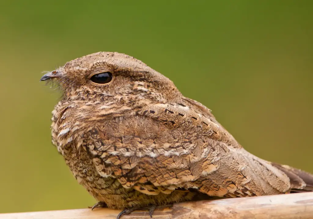 Close-up of a Ladder-tailed Nightjar
