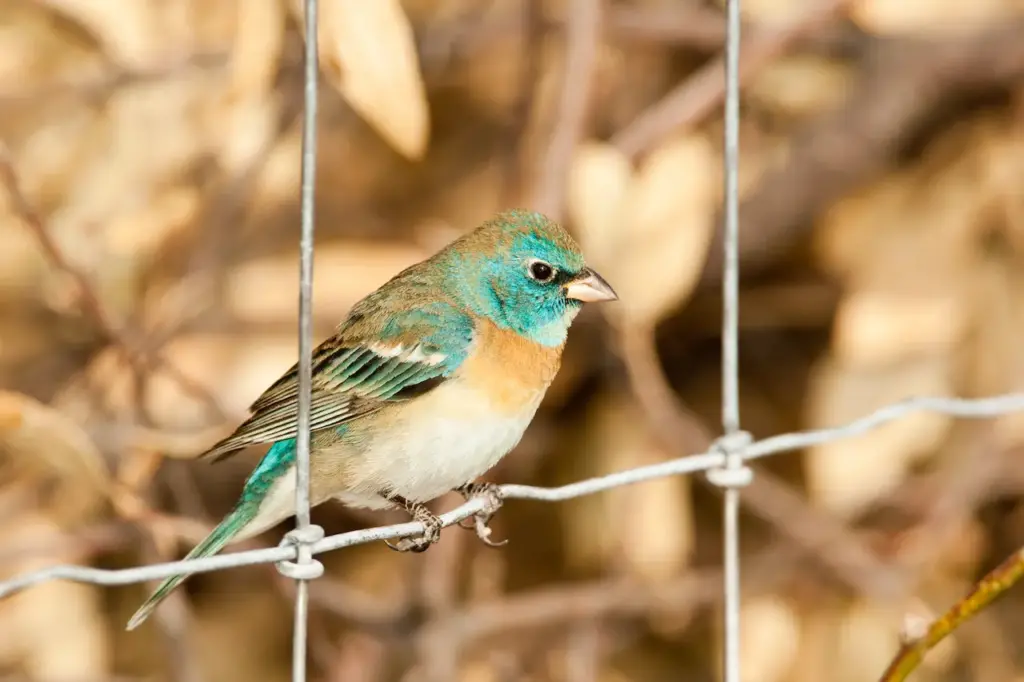 Lazuli Bunting Perched on Wire Fence 