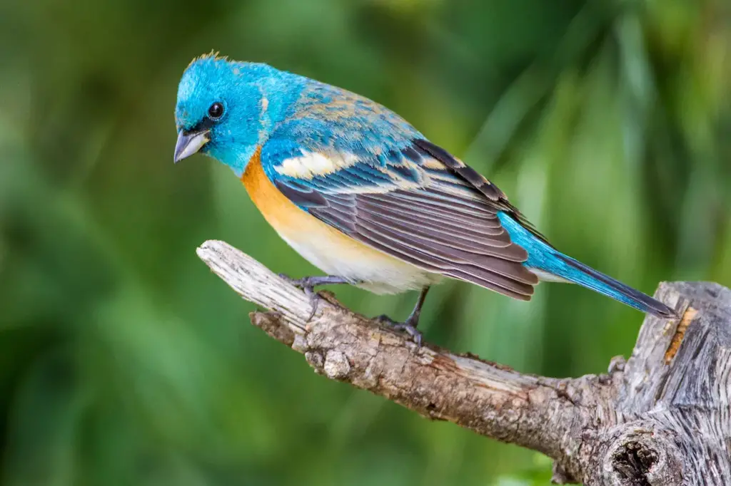 A Colorful Bird Perched on Tree Lazuli Buntings