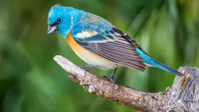 A Colorful Bird Perched on Tree Lazuli Buntings