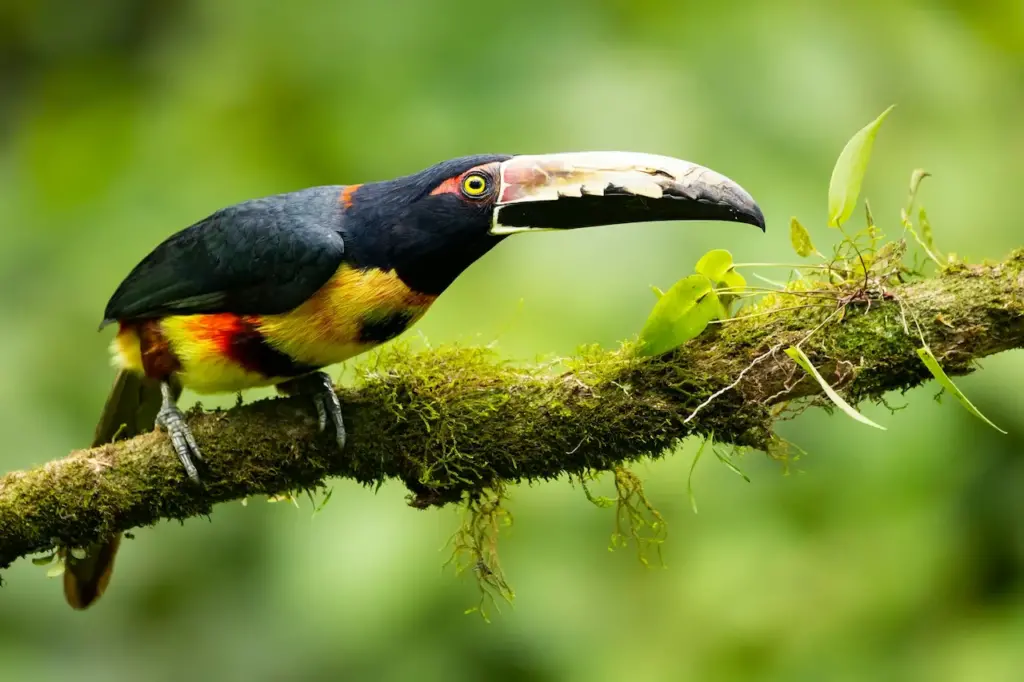 Lettered Aracaris On A Branch