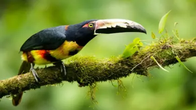 Lettered Aracaris On A Branch