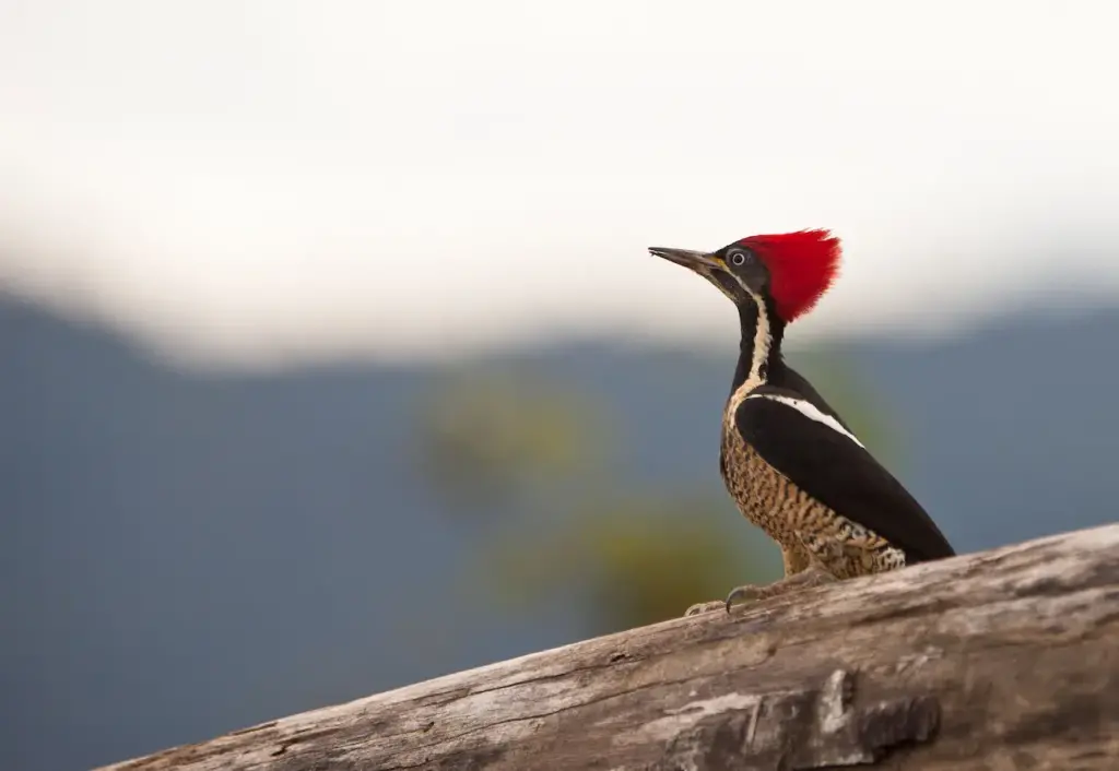 Lineated Woodpecker Standing on a Wood 