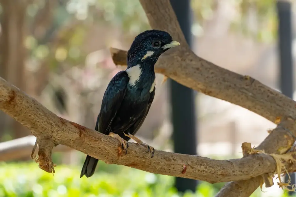 Long-crested Mynahs on a Tree Branch