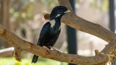 Long-crested Mynahs on a Tree Branch