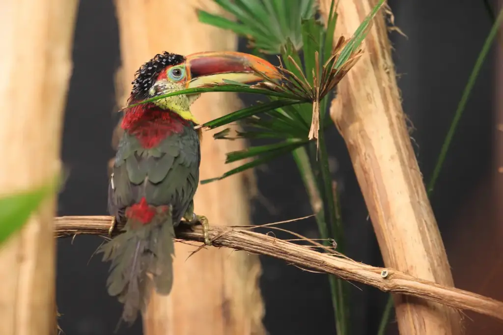 Male Curl Crested Aracari Sitting on the Branch