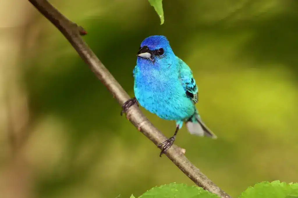 Male Indigo Bunting on a Tree Branch 