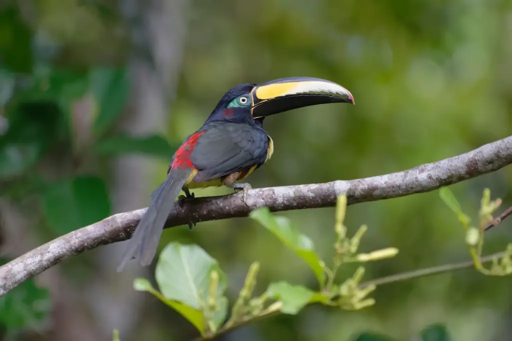 Many-banded Aracaris Perched on a Branch