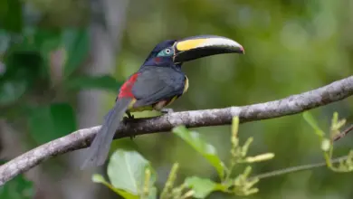 Many-banded Aracaris Perched on a Branch