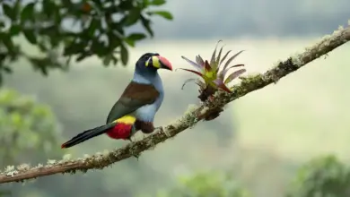 Mountain-toucans on a Tree Branch