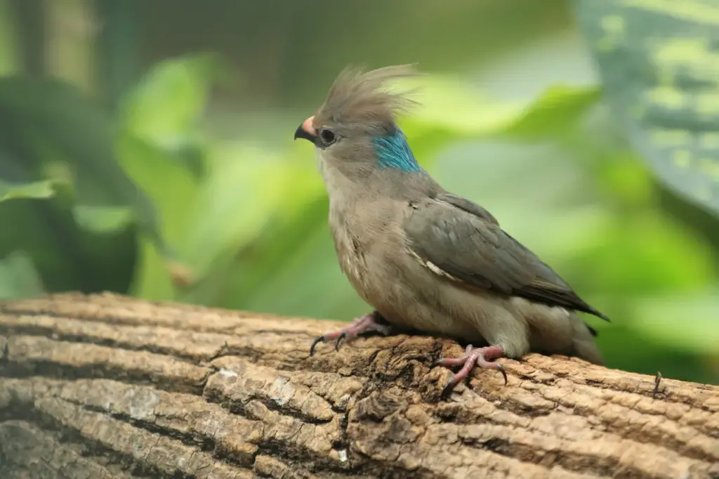 Mousebirds Perched on the Woods