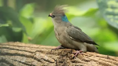 Mousebirds Perched on the Woods