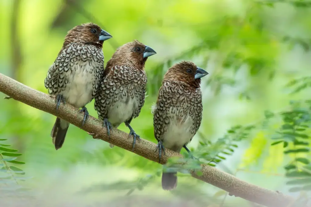 Three Scaly-breasted Munias on a Tree Branch