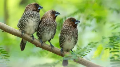 Three Scaly-breasted Munias on a Tree Branch