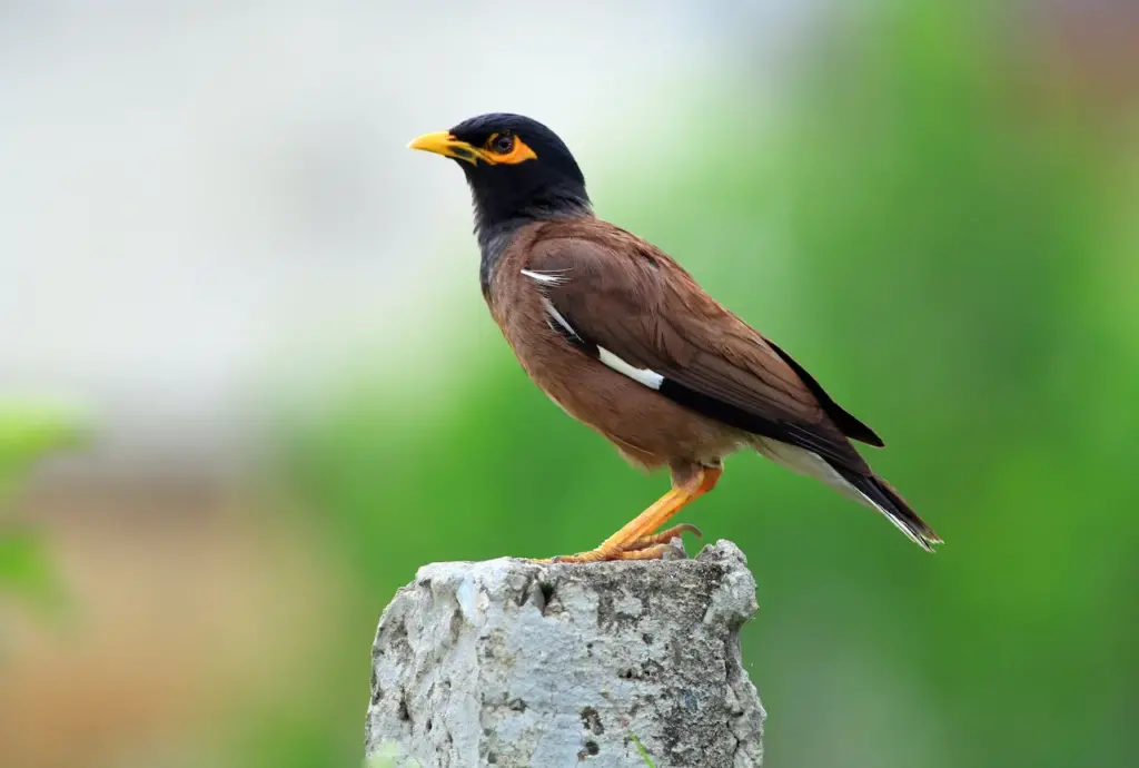 Mynas Perched on the Stone
