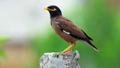 Mynas Perched on the Stone