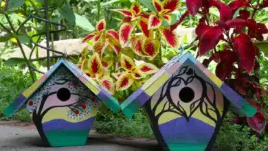 Painted Nest Box Ventilation