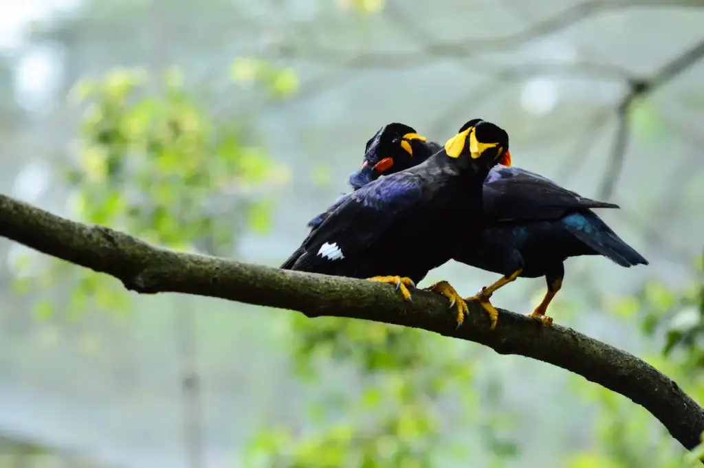Nias Mynas Perched on a Branch