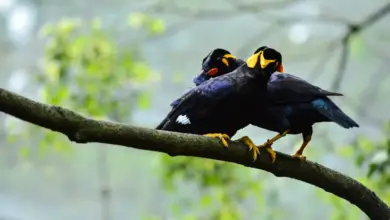Nias Mynas Perched on a Branch