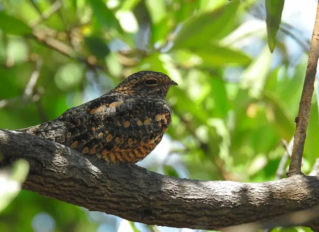 A Nightjar Perched on Tree Nightjars Feeding Habits