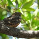 A Nightjar Perched on Tree Nightjars Feeding Habits